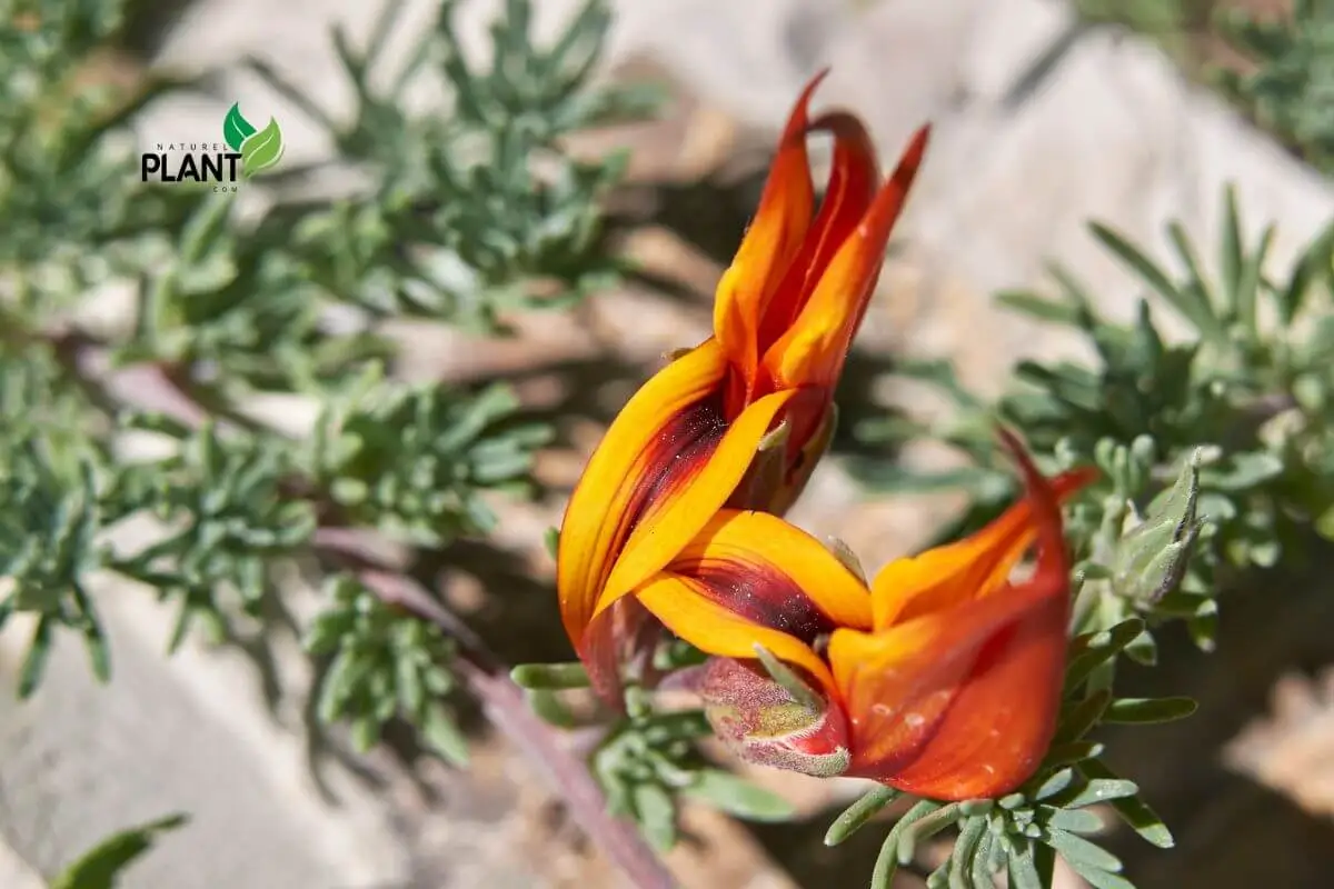 A variety of rare tropical plants thriving in a humid greenhouse environment, showcasing their lush greenery and rare blossoms.