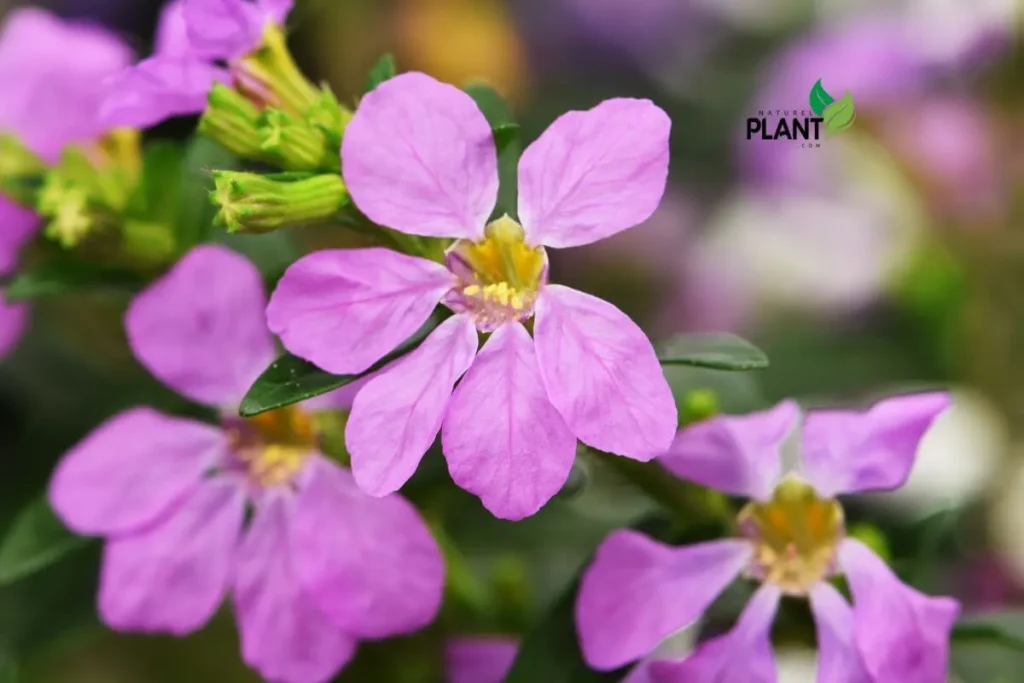 A vibrant display of the Mexican Heather plant showcasing its delicate purple and pink flowers, perfect for adding color to any garden.