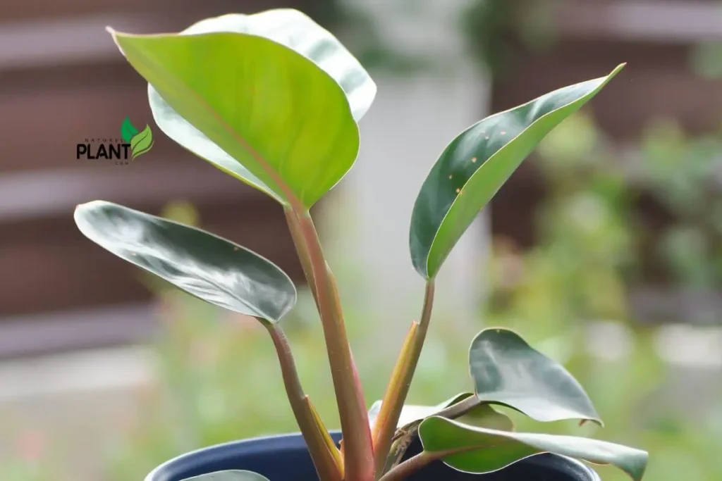 A close-up of a healthy Philodendron Red Congo plant with vibrant red leaves, showcasing the lush greenery and proper care for this tropical beauty.