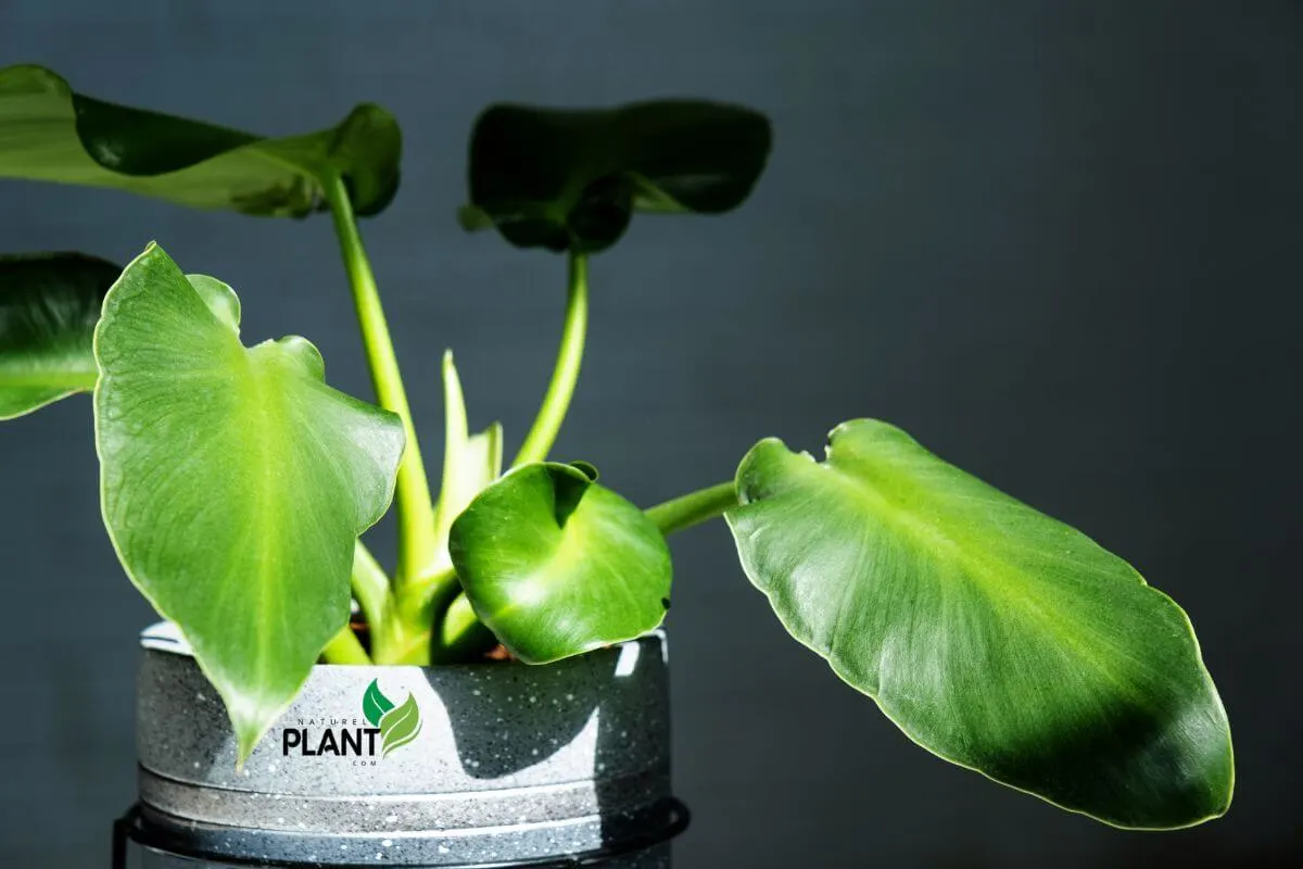 A vibrant Philodendron Rugosum plant showcasing its thick, textured, heart-shaped green leaves in a well-lit indoor setting.