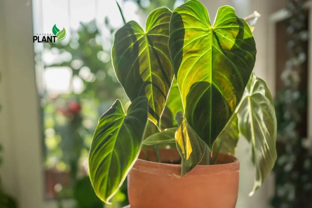 A lush, vibrant Philodendron Splendid plant showcasing its glossy, split leaves and lush green color under bright, indirect sunlight. This tropical beauty adds a touch of elegance to any indoor space.