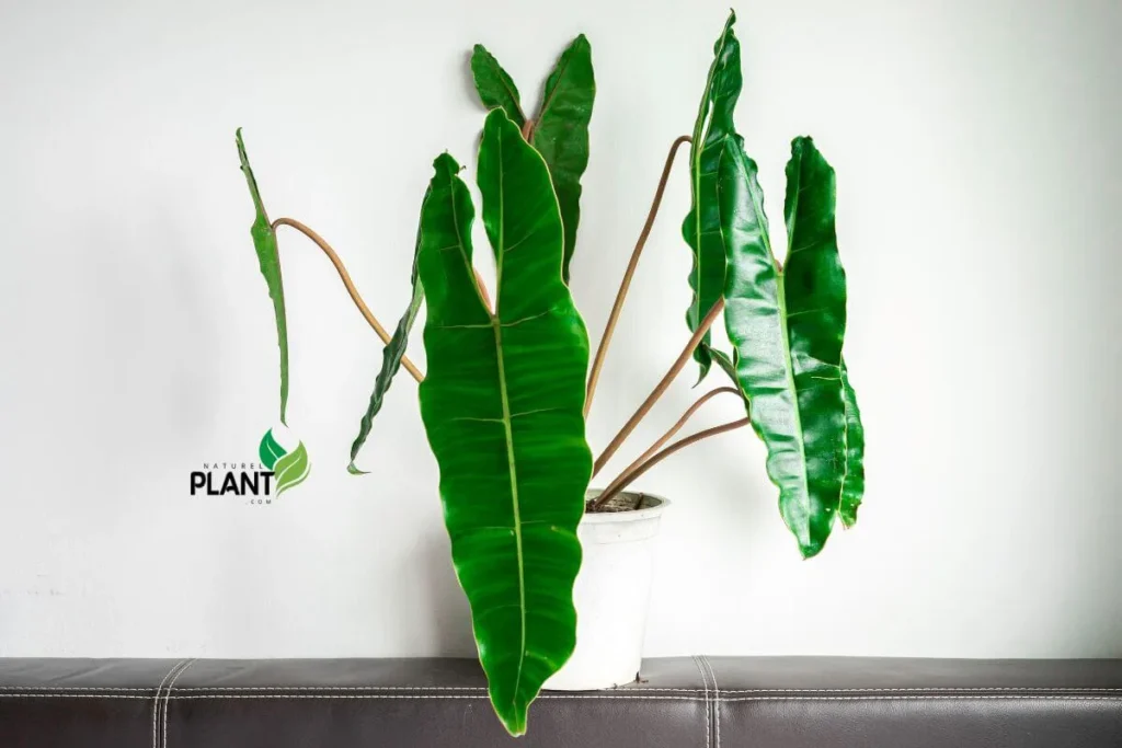 A close-up view of the striking elongated leaves of Philodendron Billietiae, showcasing its tropical beauty and lush greenery.