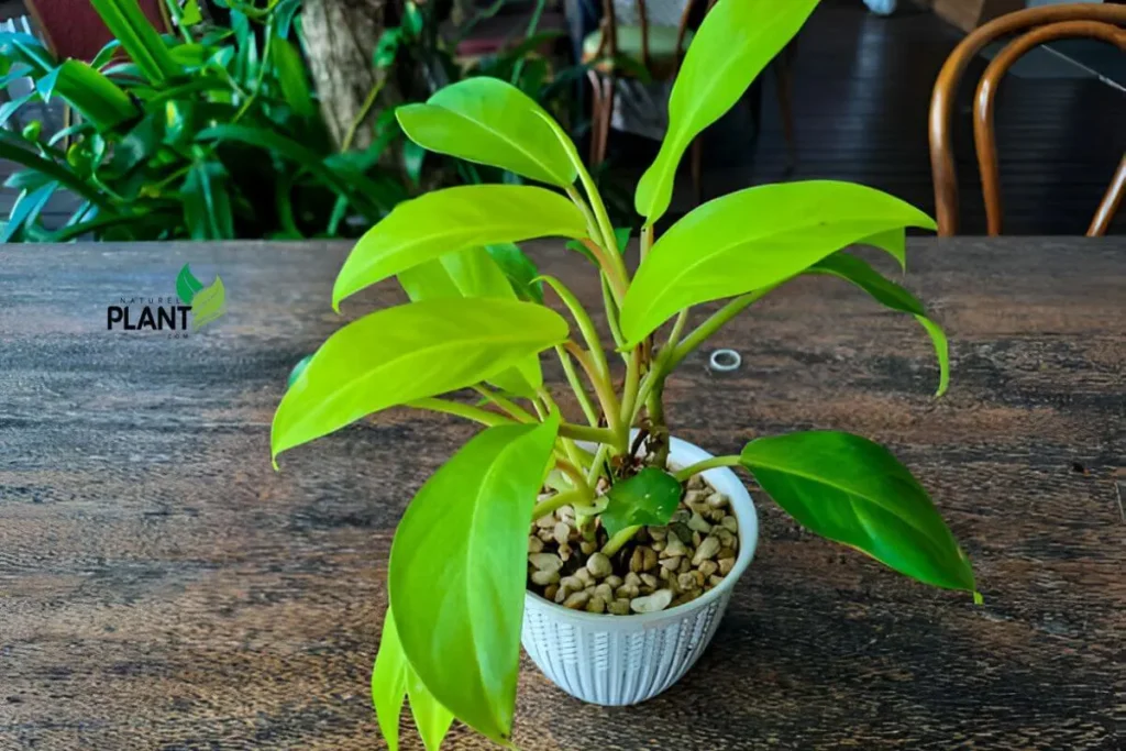 A close-up shot of a thriving Philodendron Moonlight, showcasing its neon green, heart-shaped leaves in bright, indirect light, adding a tropical touch to the space.