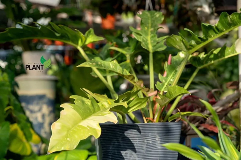 Close-up of the stunning Philodendron Ring of Fire plant showcasing its fiery variegated leaves in shades of green, orange, and red. The leaves display the unique color patterns that give this tropical beauty its name.