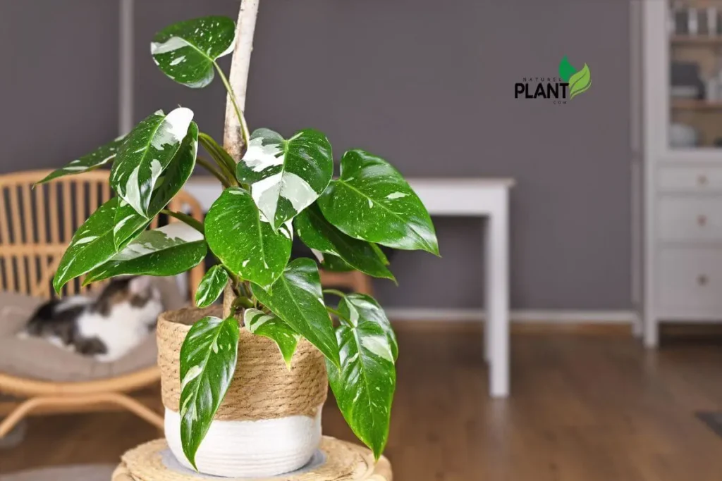 A lush White Princess Philodendron placed in a bright, indirect light setting, showcasing its vibrant variegated leaves of green and white.